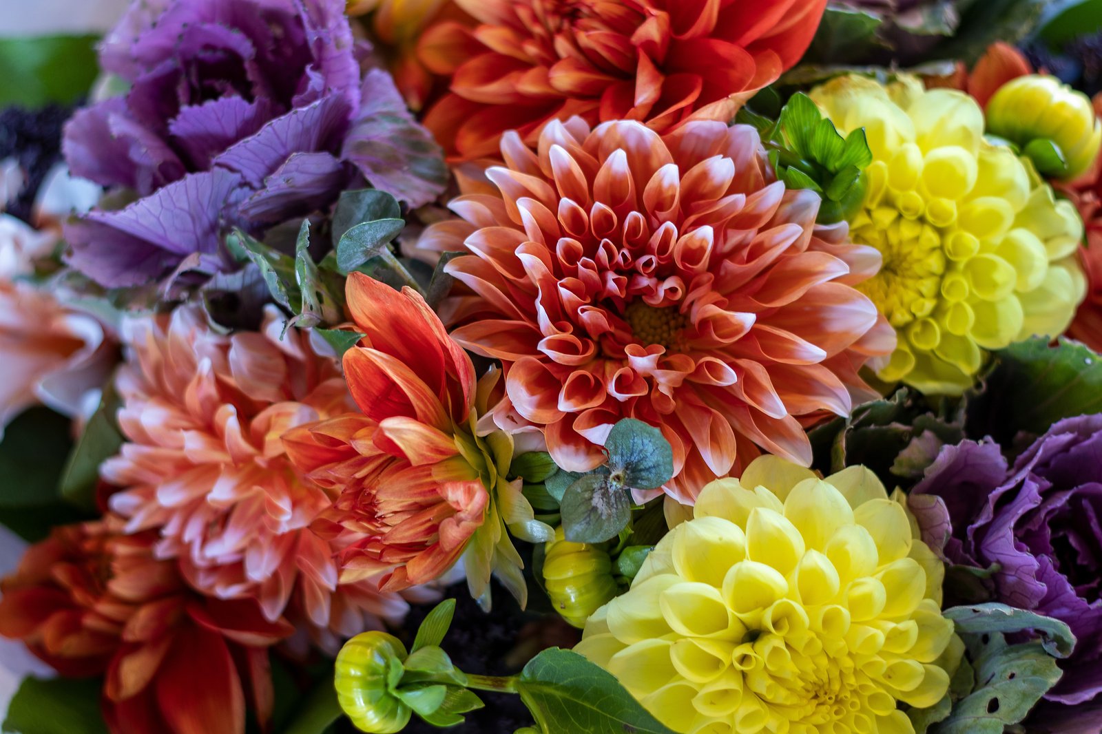A vibrant bouquet features orange, yellow, and red dahlias, with purple ornamental cabbage and green leaves.