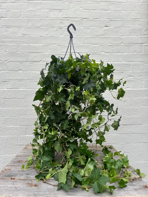 Hanging Ivy Plant – Hedera helix