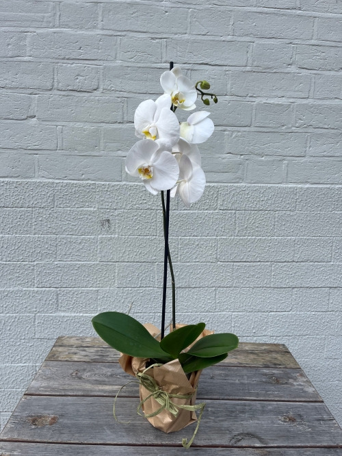 White Single Phalaenopsis Orchid