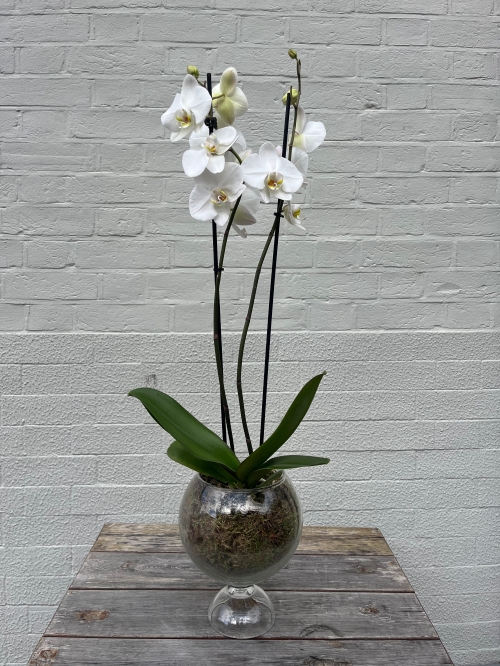 White Double Phalaenopsis Orchid in Glass Vase