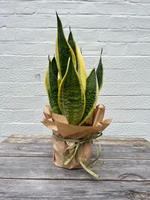 Snake Plant – Sansevieria trifasciata