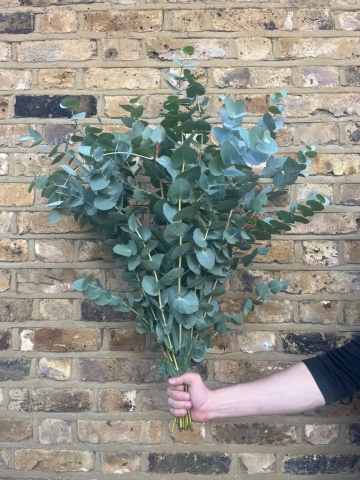 Deliciously Scented Eucalyptus Bunch