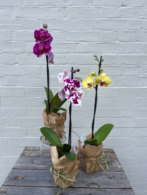 Assorted Colour Single Phalaenopsis Orchid