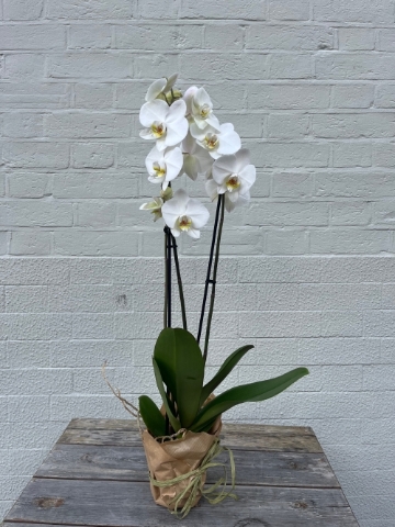 White Double Phalaenopsis Orchid