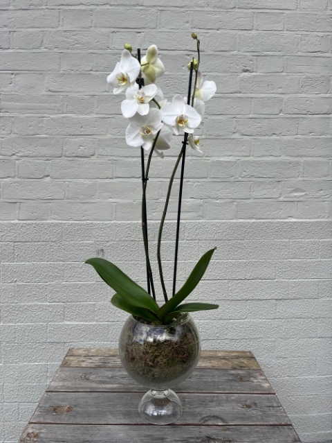White Double Phalaenopsis Orchid in Glass Vase